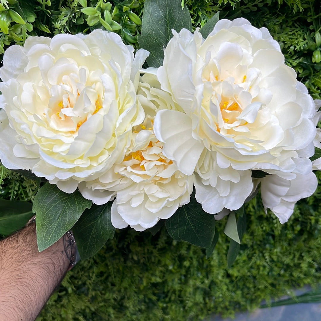 White peony