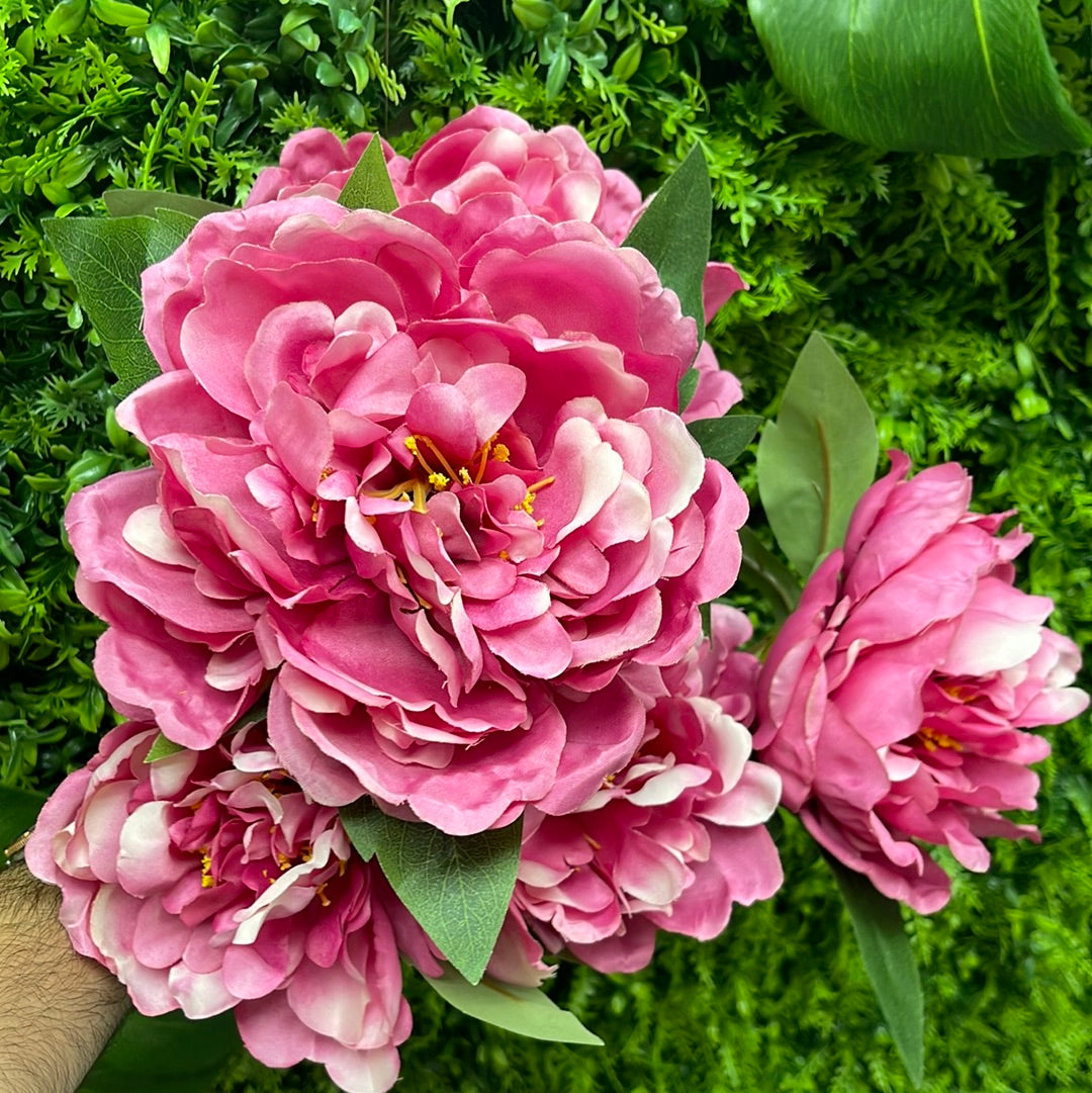 Fuchsia pink peonies ￼