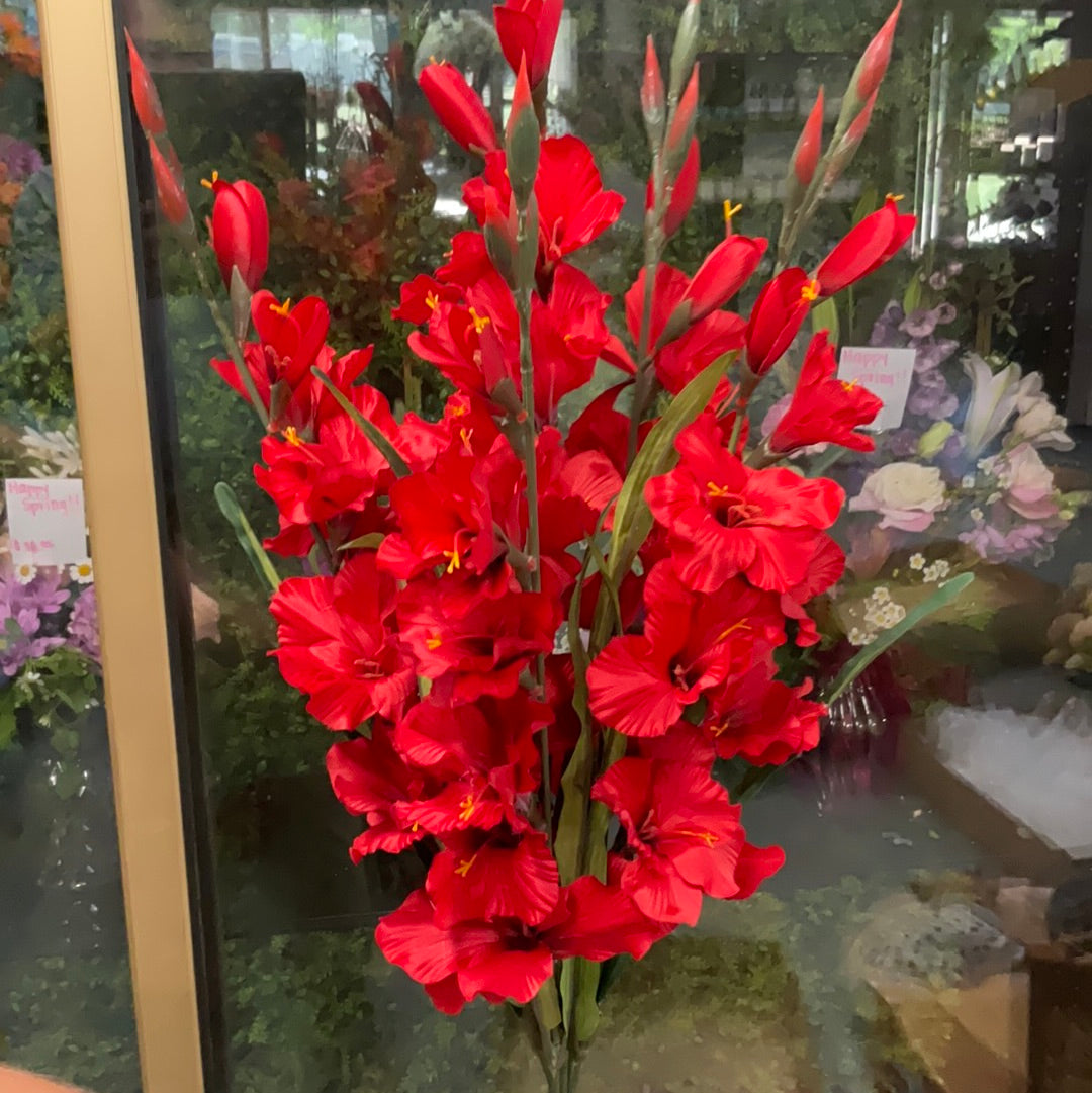 Red gladiolus