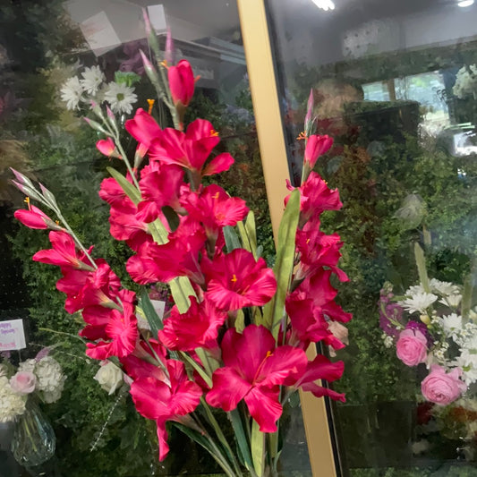 Pink gladiolus