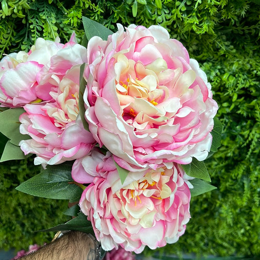 Cream and pink peony